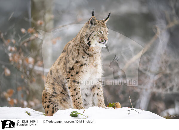 Eurasischer Luchs / Eurasian Lynx / DMS-16544