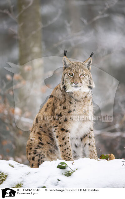 Eurasischer Luchs / Eurasian Lynx / DMS-16546