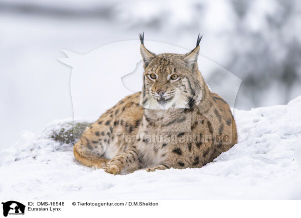 Eurasischer Luchs / Eurasian Lynx / DMS-16548