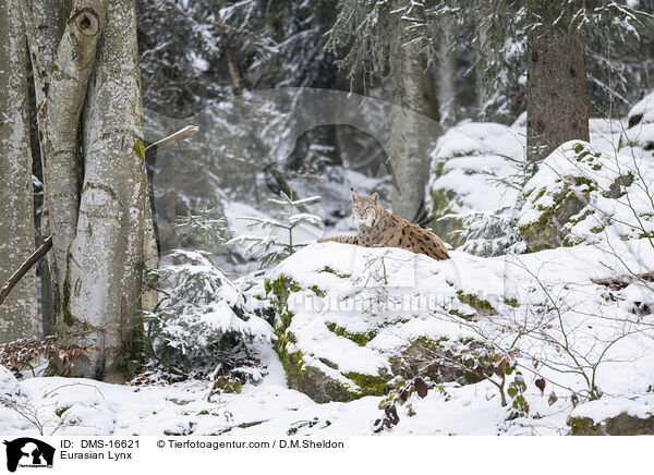 Eurasischer Luchs / Eurasian Lynx / DMS-16621