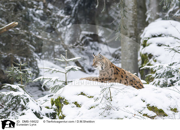 Eurasischer Luchs / Eurasian Lynx / DMS-16622