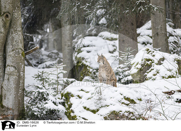 Eurasischer Luchs / Eurasian Lynx / DMS-16626