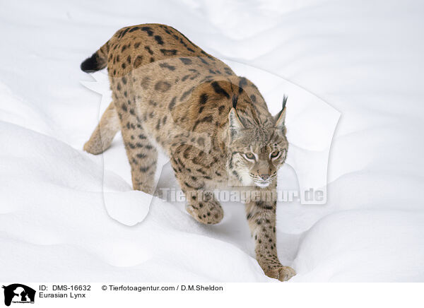 Eurasischer Luchs / Eurasian Lynx / DMS-16632
