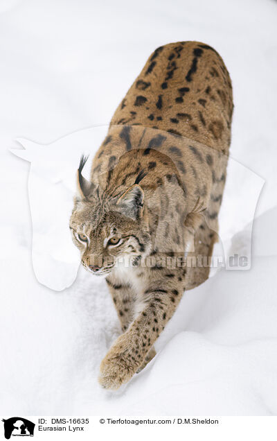 Eurasischer Luchs / Eurasian Lynx / DMS-16635