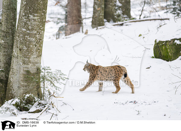 Eurasischer Luchs / Eurasian Lynx / DMS-16638