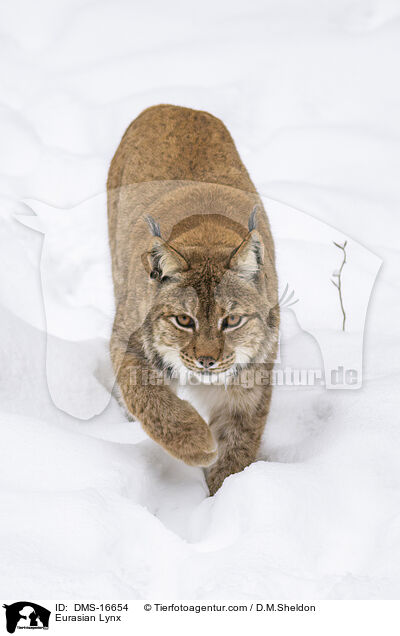 Eurasischer Luchs / Eurasian Lynx / DMS-16654