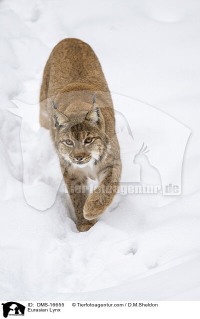 Eurasischer Luchs / Eurasian Lynx / DMS-16655