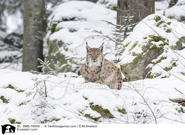 Eurasischer Luchs / Eurasian Lynx / DMS-16659