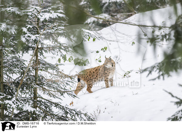 Eurasischer Luchs / Eurasian Lynx / DMS-16716