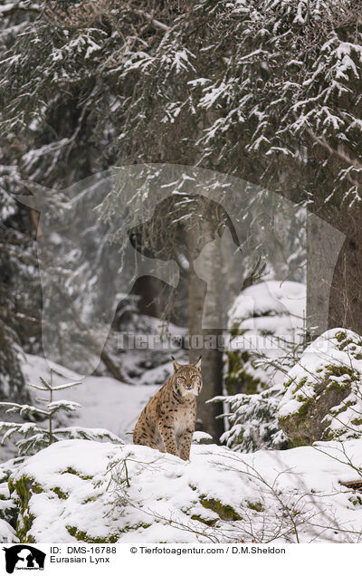 Eurasischer Luchs / Eurasian Lynx / DMS-16788