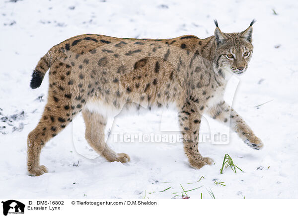 Eurasischer Luchs / Eurasian Lynx / DMS-16802