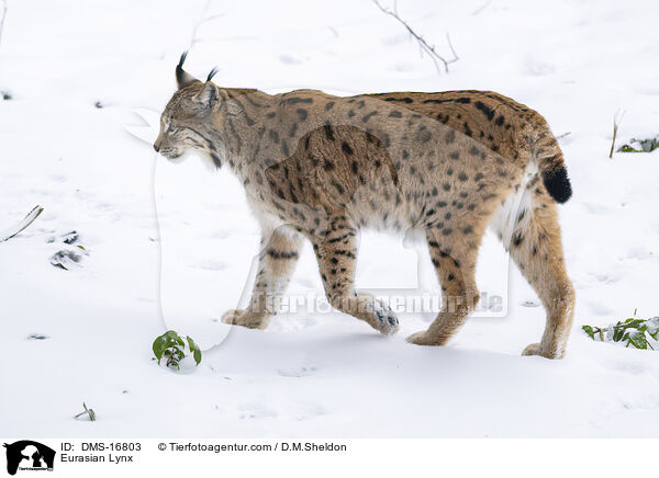 Eurasischer Luchs / Eurasian Lynx / DMS-16803