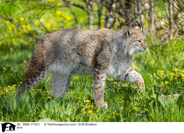 Eurasischer Luchs / lynx / DMS-17323