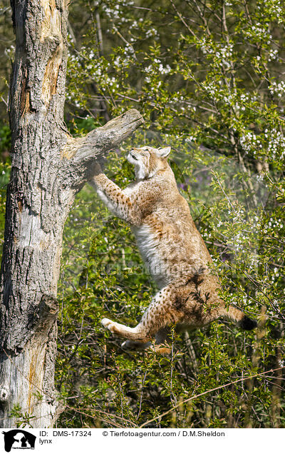 Eurasischer Luchs / lynx / DMS-17324