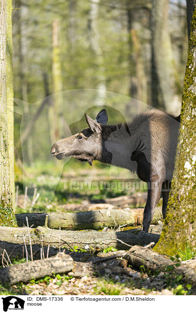 Elch / moose / DMS-17336