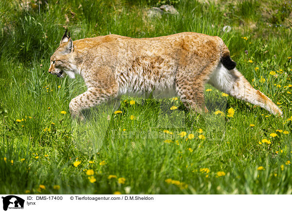 lynx / DMS-17400