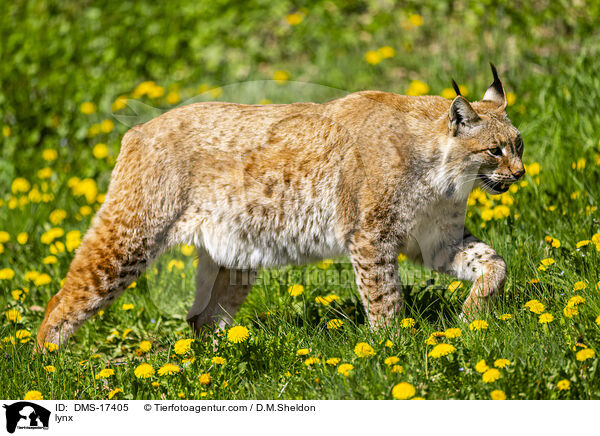 Eurasischer Luchs / lynx / DMS-17405