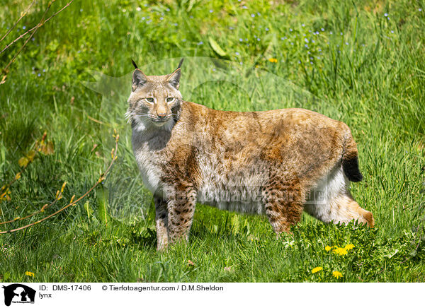 Eurasischer Luchs / lynx / DMS-17406