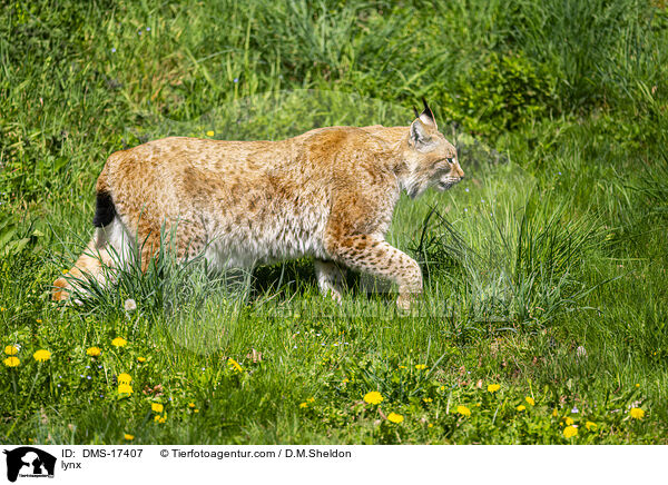 lynx / DMS-17407