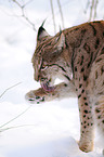 lynx