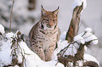 lynx