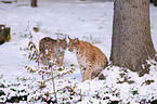 lynx
