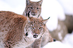 lynxes