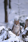 lynx