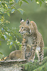 lynxes