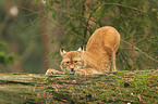 Eurasian Lynx