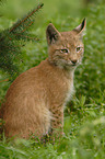 young Eurasian Lynx