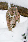 Eurasian lynx