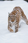 Eurasian lynx