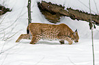 Eurasian lynx