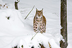 Eurasian lynx