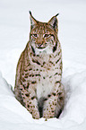 Eurasian lynx