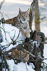 Eurasian lynxes