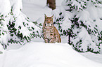 Eurasian lynx