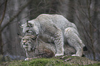 Eurasian Lynxes