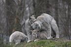 Eurasian Lynxes