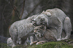 Eurasian Lynxes