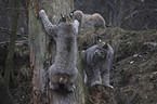 Eurasian Lynxes