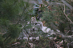 Eurasian Lynx