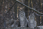 Eurasian Lynxes