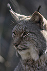 Eurasian Lynx