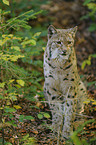 Lynx