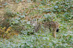 Lynx