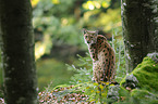 Lynx