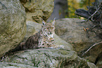 Lynx