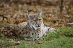 Lynx